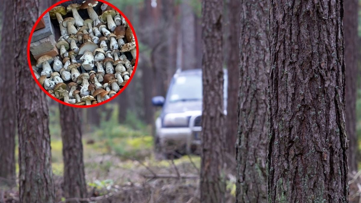 Rekordowy zbiór grzybiarza