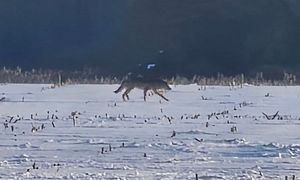 Wędrował samotnie. Cichy i czujny. "Bliżej niż nam się wydaje"