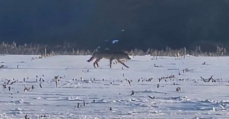Wędrował samotnie. Cichy i czujny. "Bliżej niż nam się wydaje"