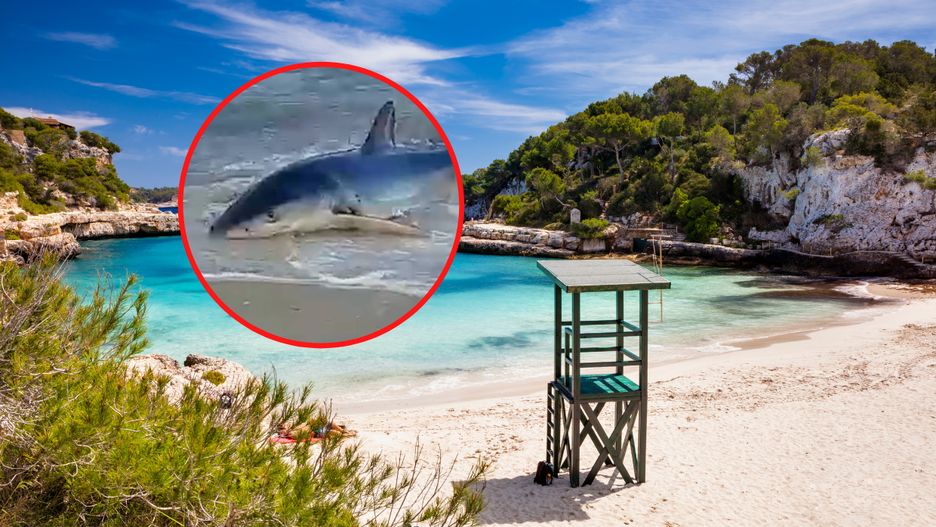 To kolejny raz, gdy zauważono rekina w pobliżu plaż Majorki