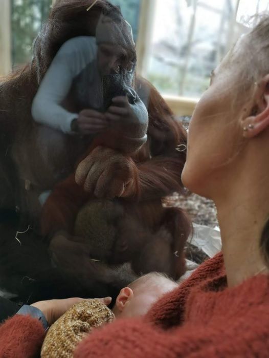 Małpa czuwała, żeby nikt nie zakłócił spokoju jej i malucha