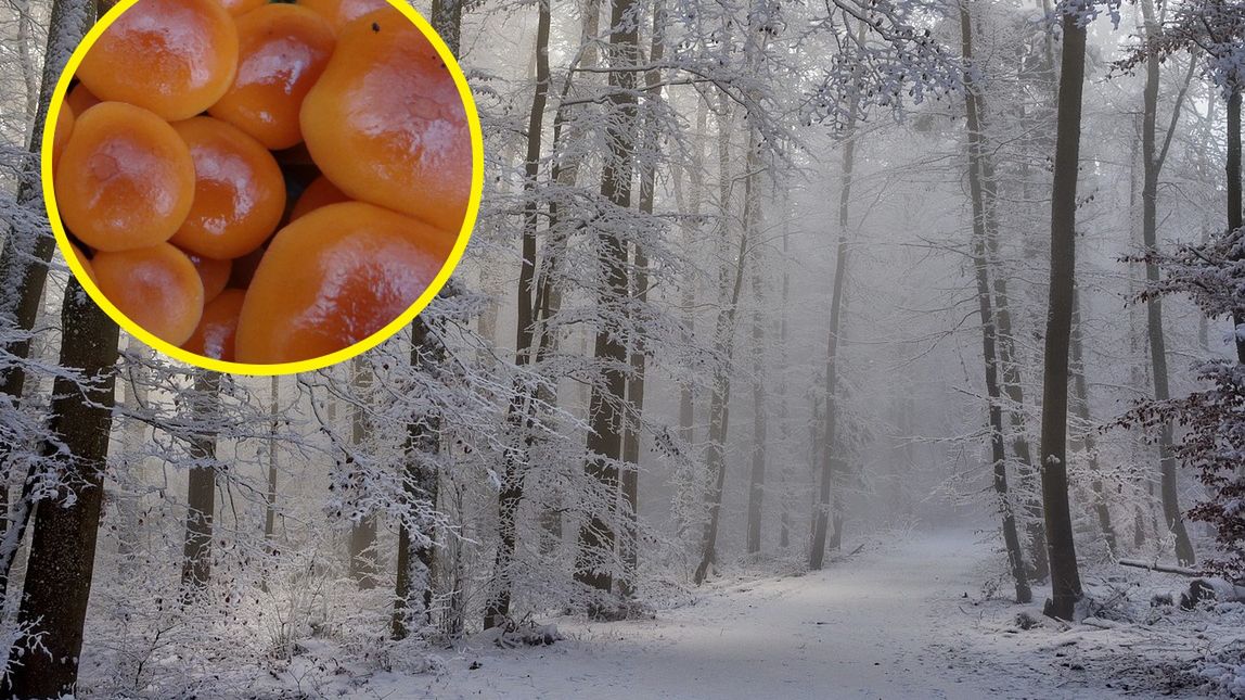 Jadalne grzyby rosną w polskich lasach nawet zimą 