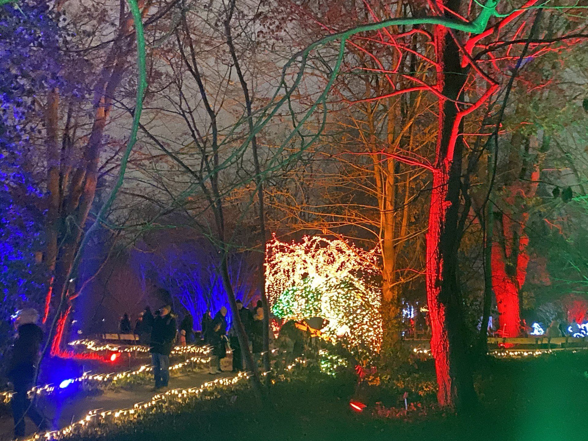 Iluminacje w ogrodzie botanicznym