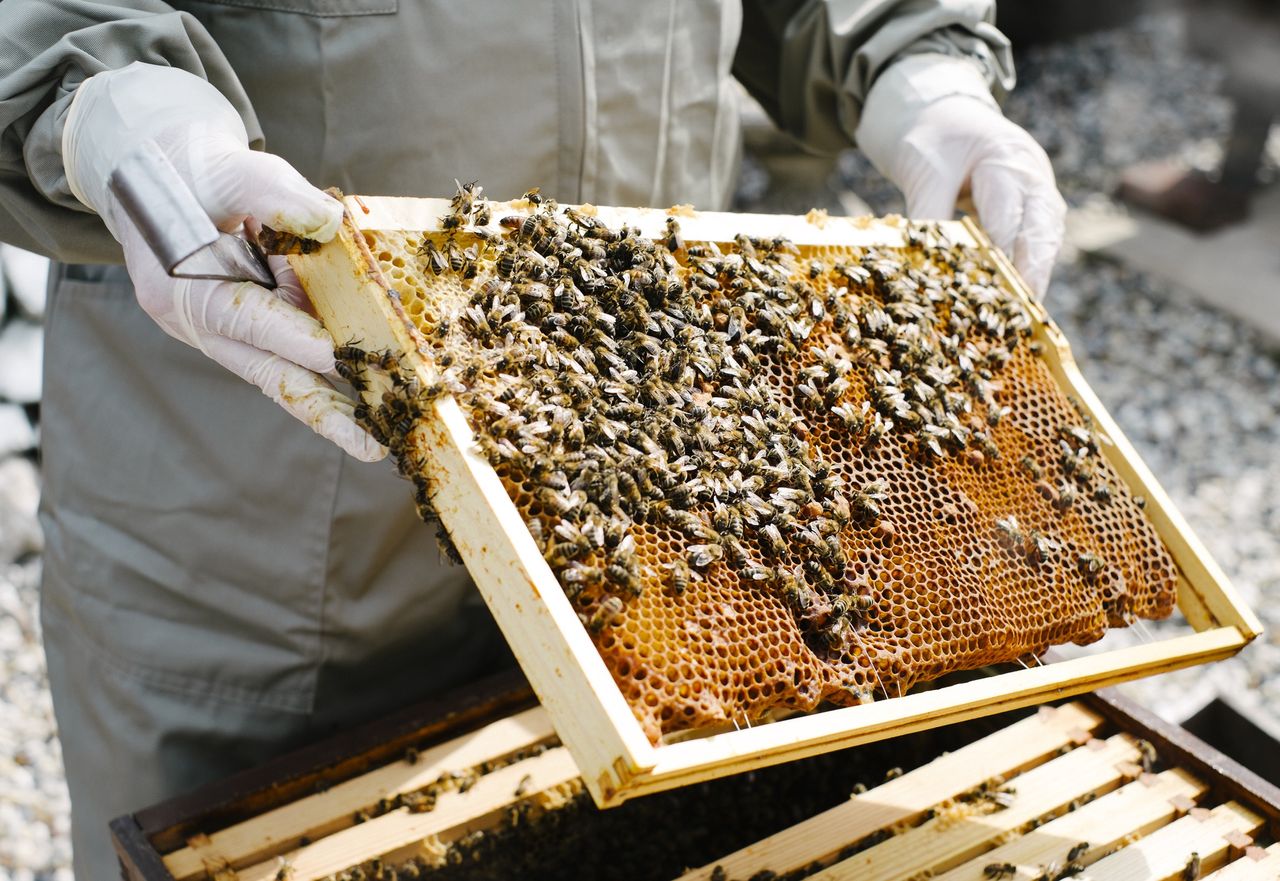 street; streets; beekeeper; beekeepers; honey