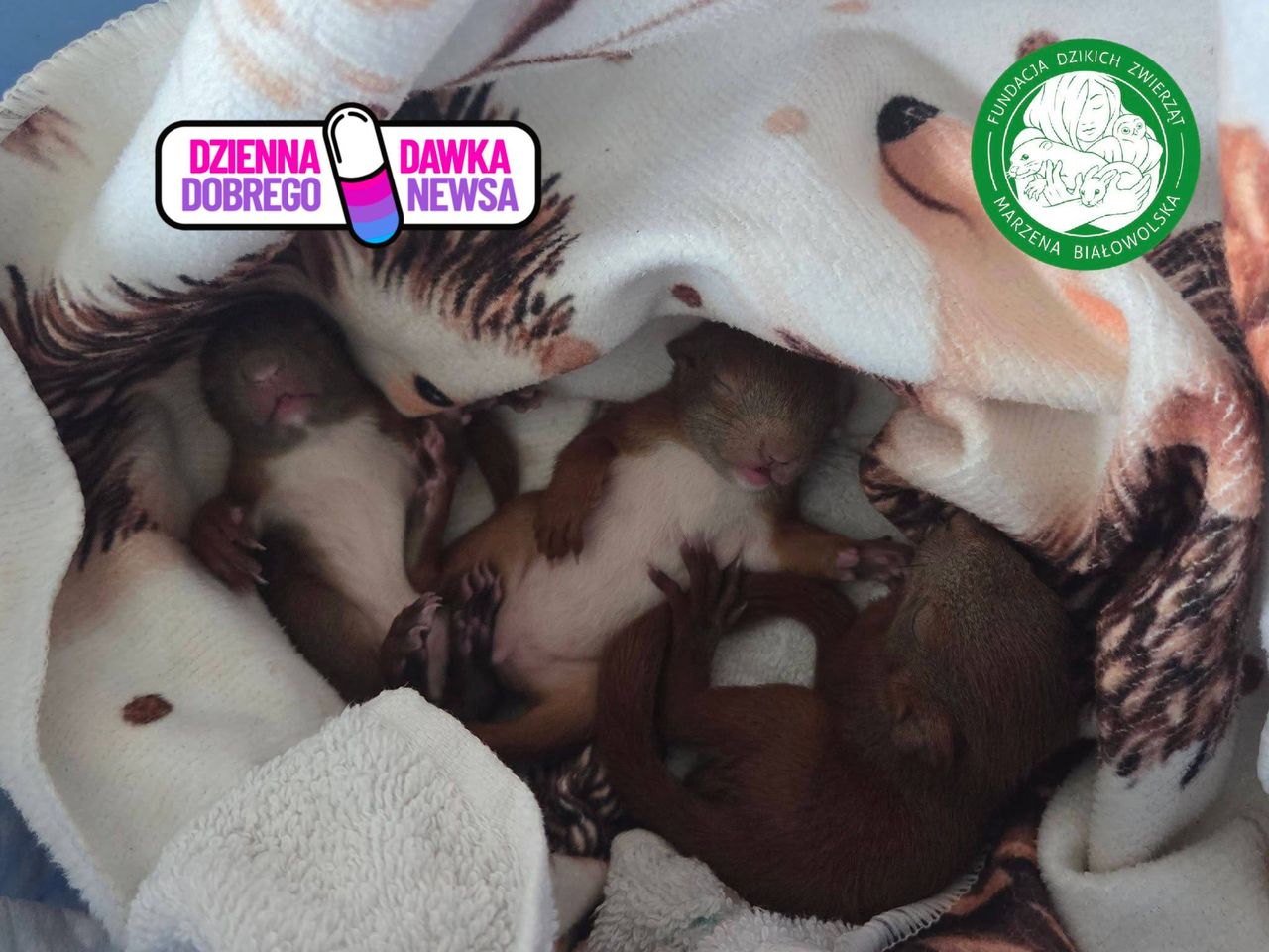 Trzy maleństwa znalezione na cmentarzu. Dziękują pani Julii