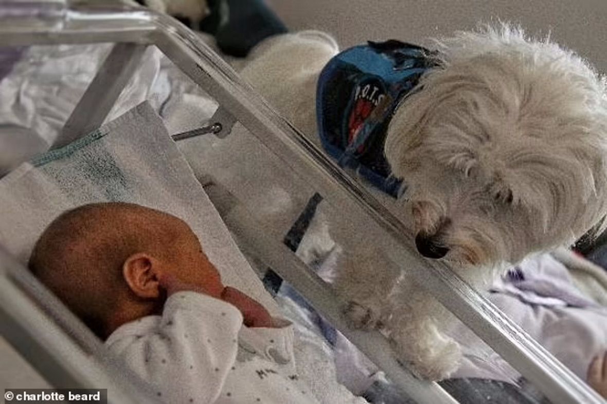 Urodziła w asyście psa. Pierwszy taki przypadek w UK