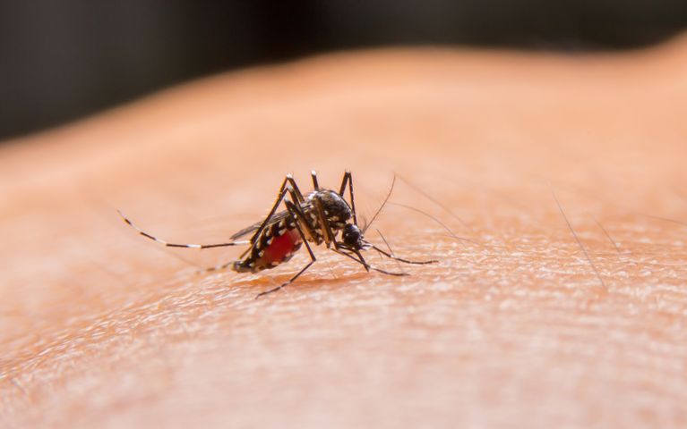 Wirus Zika jest przenoszony przez komary.