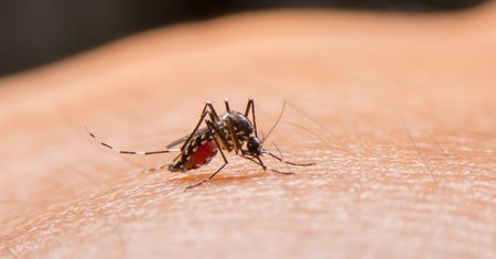 Wirus Zika - gdzie występuje, objawy, diagnostyka i leczenie