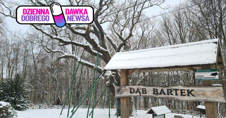 "Najsłynniejsze drzewo w Polsce". Nadleśnictwo ma powód do dumy