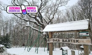 "Najsłynniejsze drzewo w Polsce". Nadleśnictwo ma powód do dumy