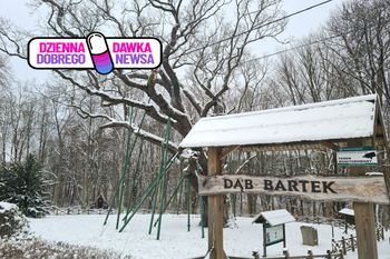 "Najsłynniejsze drzewo w Polsce". Nadleśnictwo ma powód do dumy