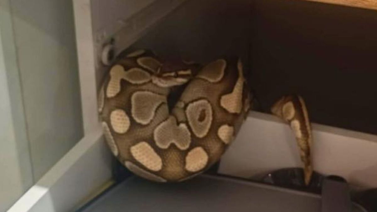 Łódź: Mieszkanka miasta znalazła węża w szufladzie