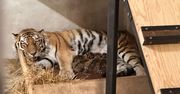 Para syberyjskich tygrysów z płockiego ZOO w majówkę została rodzicami
