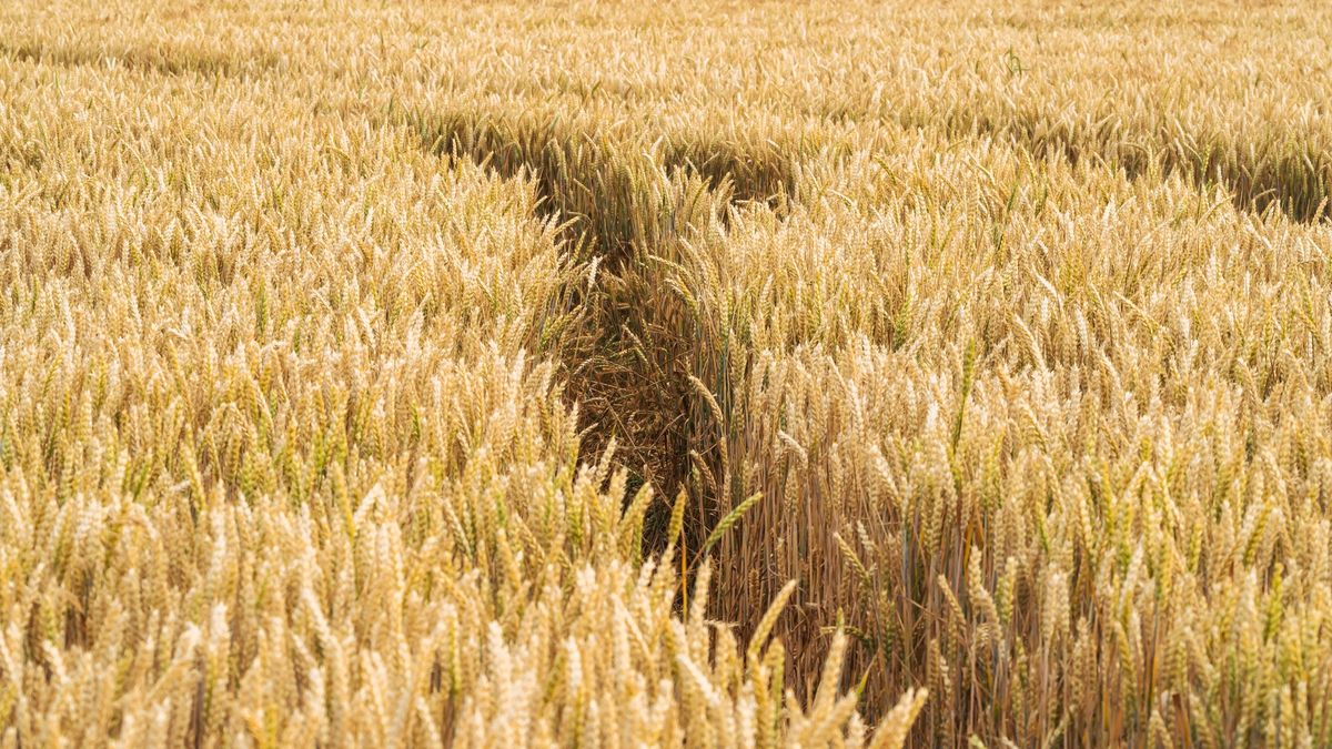 W Bąblinie w gminie Oborniki w zbożu znaleziono zwłoki mężczyzny