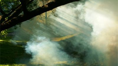 Meszki - małe ale zjadliwe 1