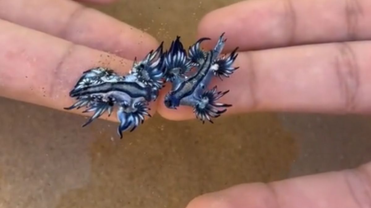 Eksperci ostrzegają przed niebieskimi smokami  