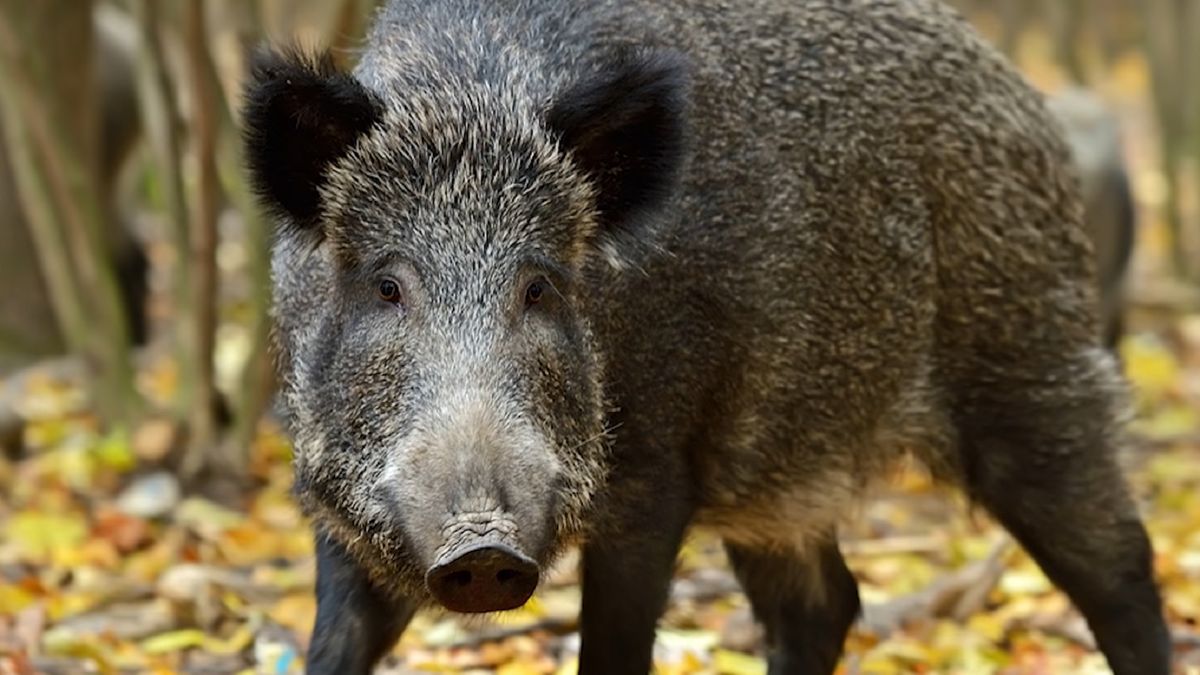 Dzik surfował po polskim jeziorze? Zdjęcia są hitem sieci 1