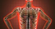 Żebra - budowa i funkcje. Ile żeber ma człowiek?