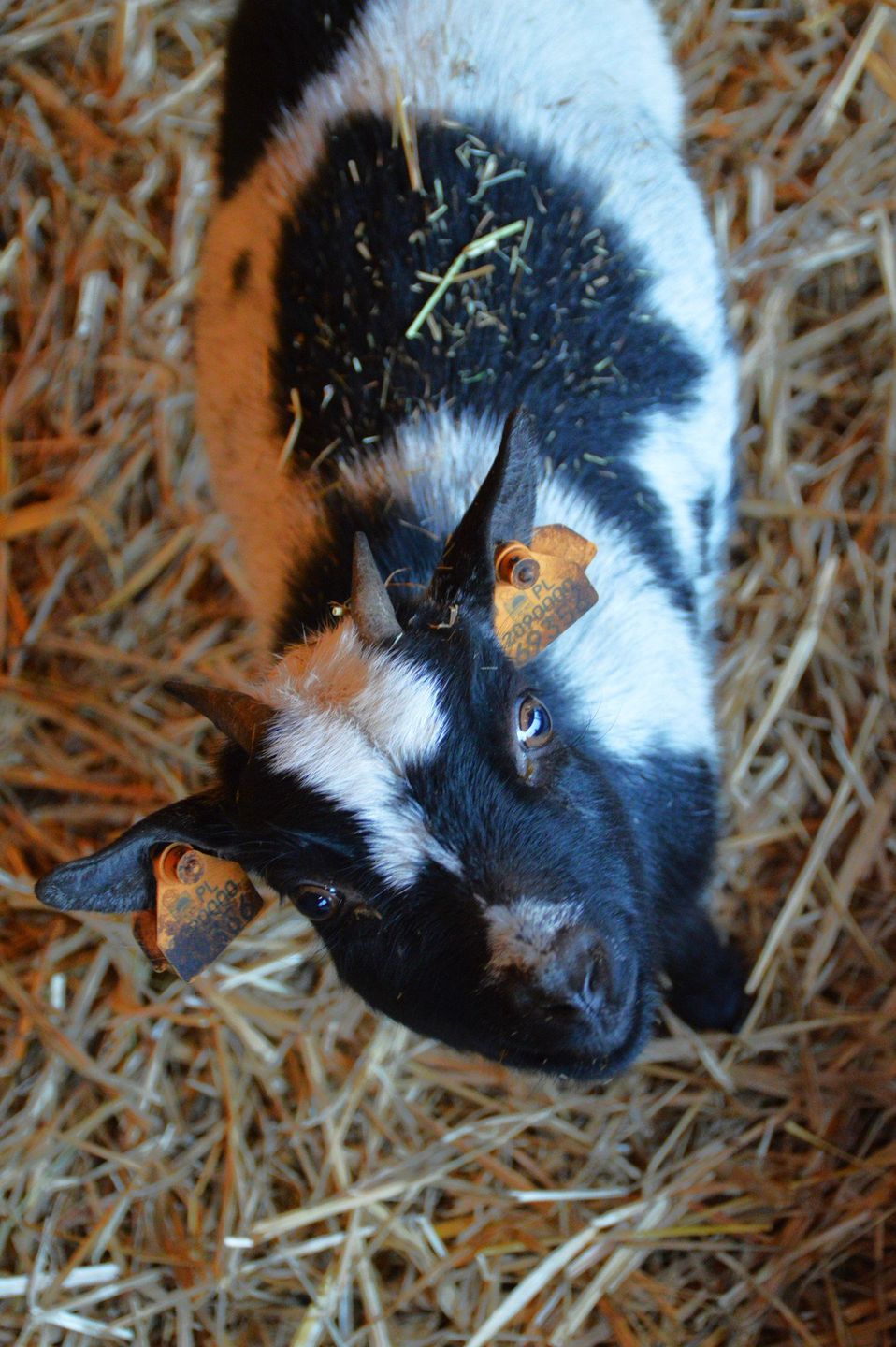 Wyjątkowa świąteczna atrakcja w Łódzkiem już jest!