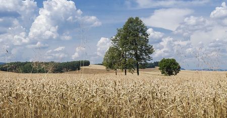 Co to za zboże? Jeśli spędziłeś wakacje na wsi, nie powinieneś mieć problemu