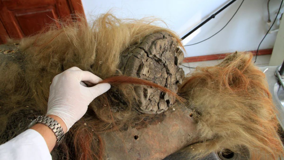 Naukowcy odtworzyli genom mamuta. To ogromny przełom.