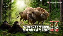 Startuje promocja "Za Dwoma Szybkimi Żubrami warto gonić"