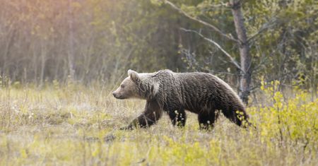 Dwa niedźwiedzie zginęły na Słowacji. Przyczynili się do tego ludzie