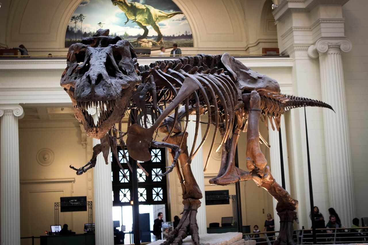 Naukowcy ustalili, ile tyranozaurów mogło żyć na Ziemi