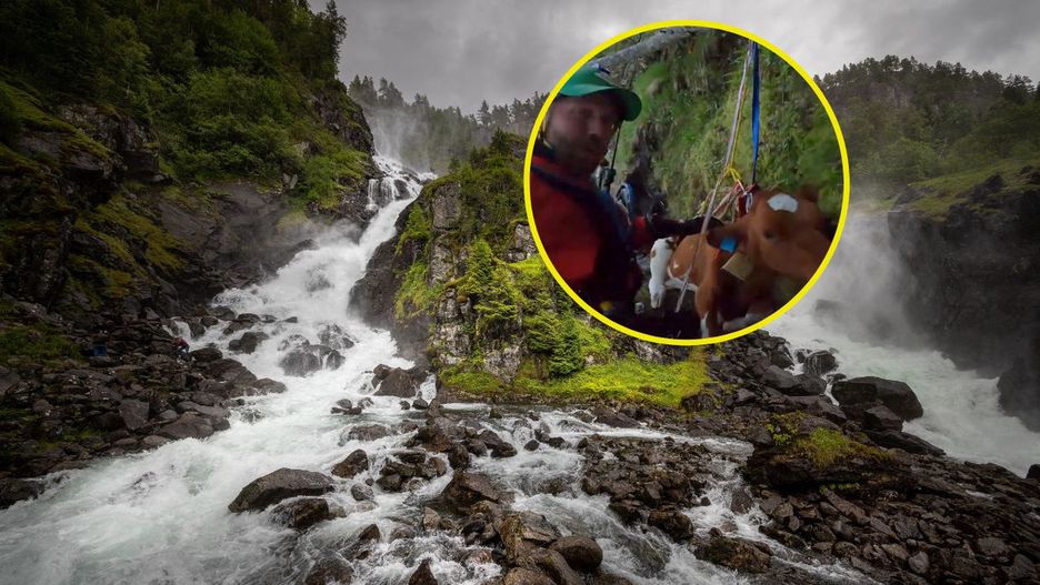 Zwierzę uratowała grupa ratowników rzecznych korpusu Czerwonego Krzyża 