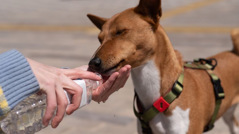 The owner waters the African dog Basenji from a bottle in the heat.The owner waters the African dog Basenji from a bottle in the heatowner, waters, african, dog, basenji, bottle, heat, summer, hot, cute, canine, adorable, animal, care, cheerful, close-up, drink, drop, fresh, giving, funny, enjoyment, friendship, pet, hand, cropped, outdoors, mouth, plastic, refreshing, springtime, spring, thirst, vitality, togetherness, portrait, pleasure, playful, ginger, red, breed, purebred, mammal, fur, tongue, unrecognizable, woman, liquid, pedigree, dripped