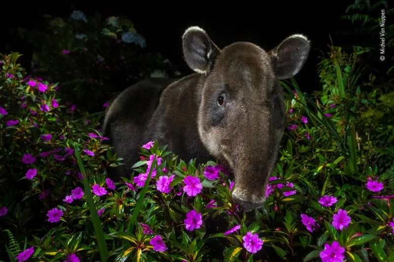 Publiczność wybrała najlepsze zdjęcia konkursu Wildlife Photographer of the Year 2021. Oto one 19