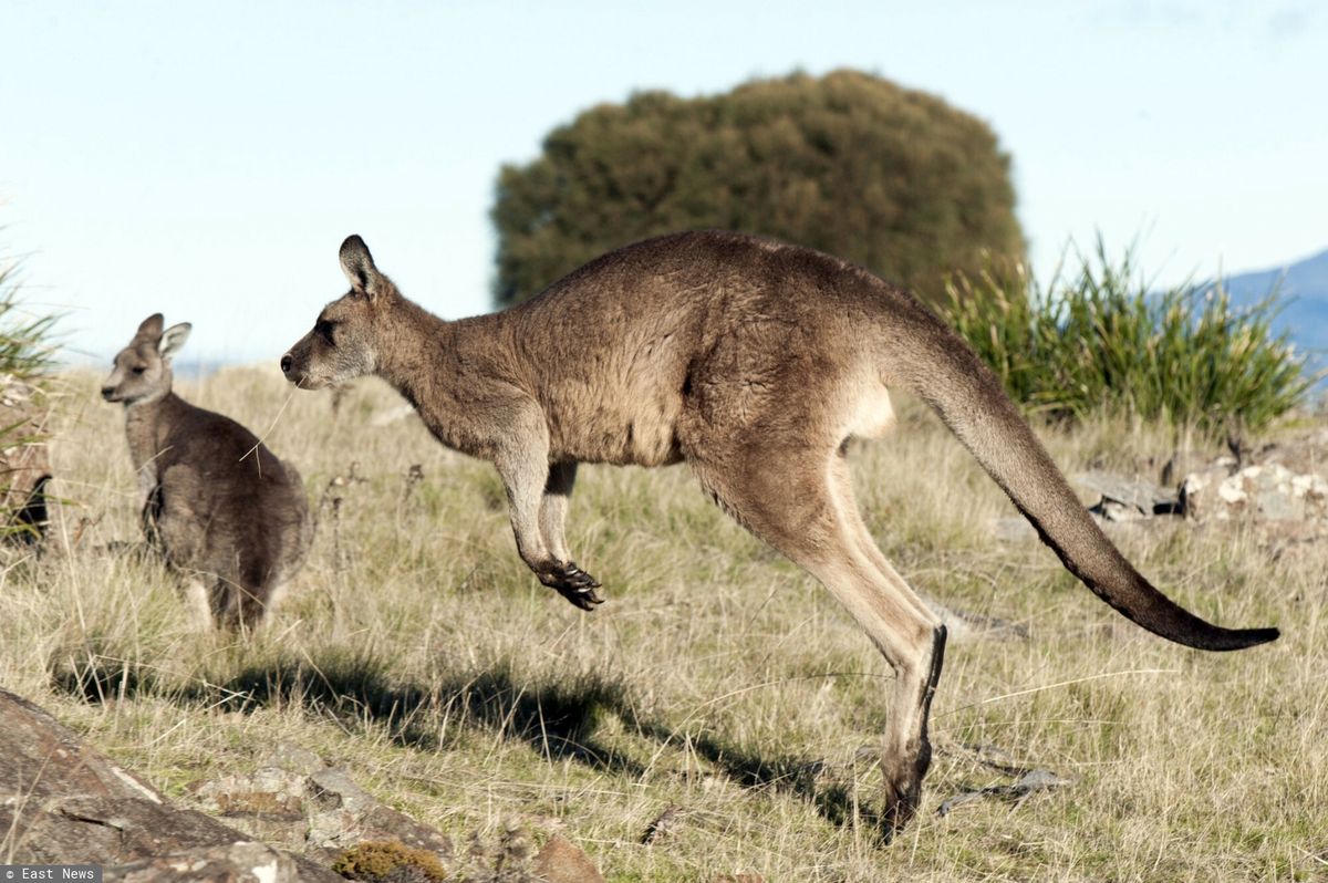 Kangur - zdjęcie poglądowe