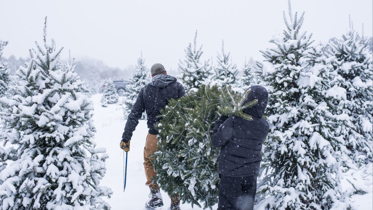 Za nielegalną wycinkę choinki grozi mandat do 500 zł