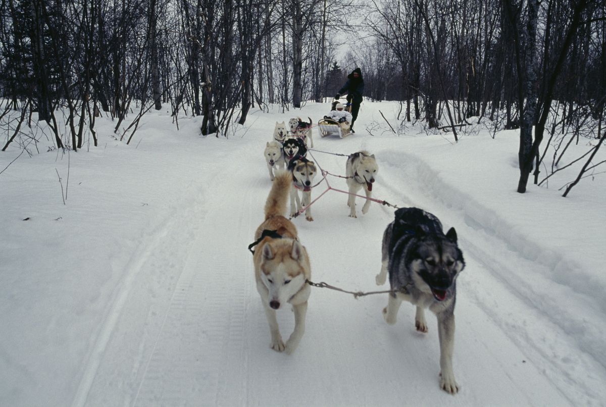 Psi zaprzęg w Quebec. Zdjęcie ilustracyjne
