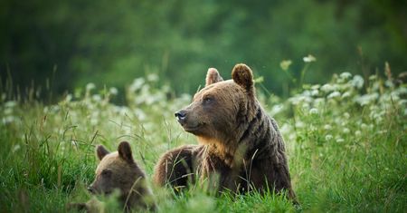 Pieniny. Niedźwiedzie przy słynnym szlaku turystycznym