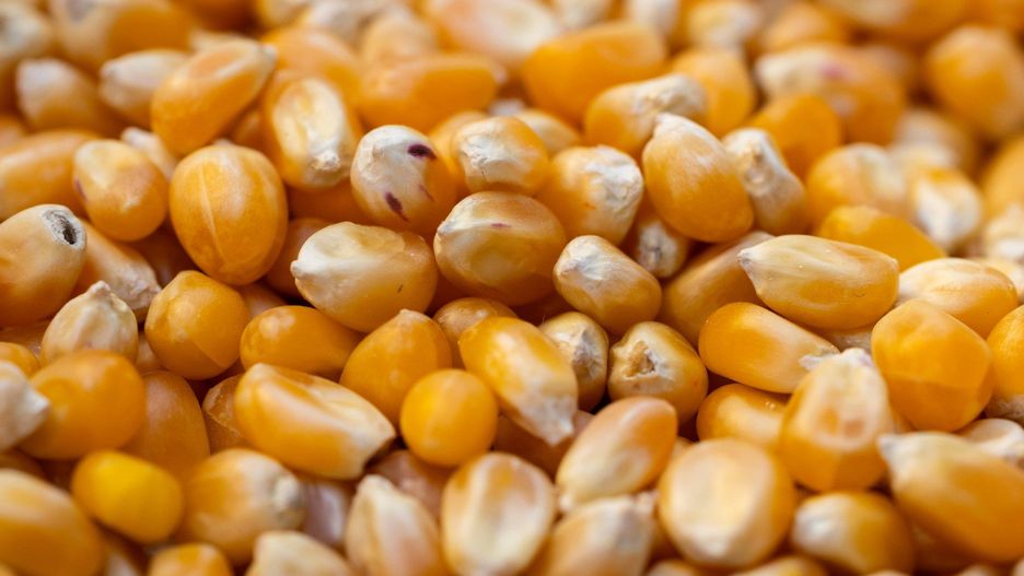 Precyzyjna kalkulacja uprawy pozwala monitorować wydatki i przychody, a w efekcie poznać bilans swojej pracy.