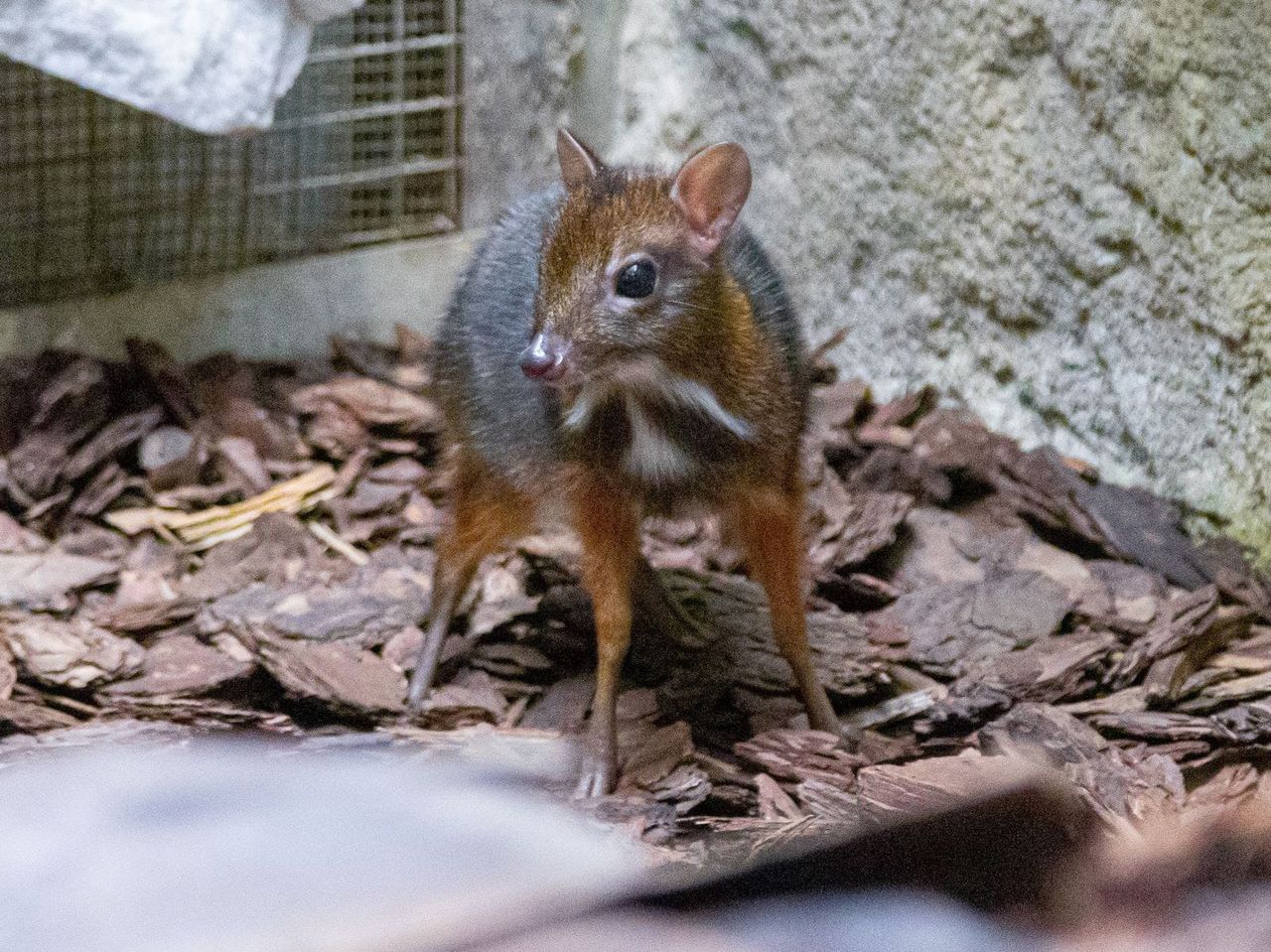 Maleńki myszojeleń w warszawskim zoo. "Słodziak z niego"