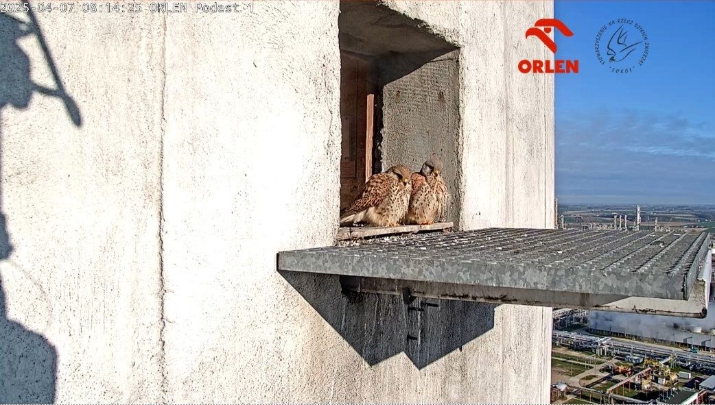 Będą kolejne pustułki w ORLENIE