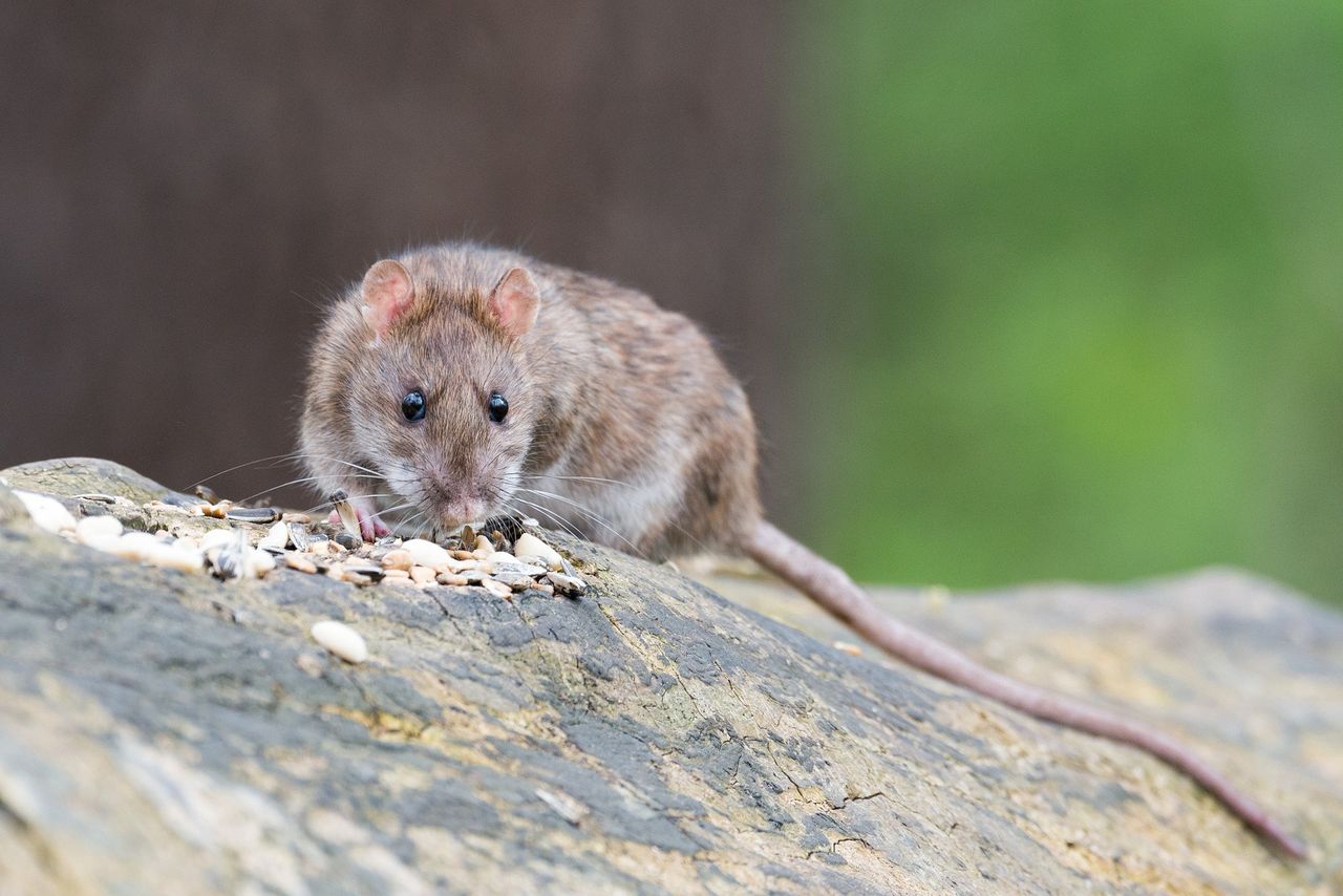 Plaga szczurów w trzech gminach. Biegają po zmroku i grasują do rana