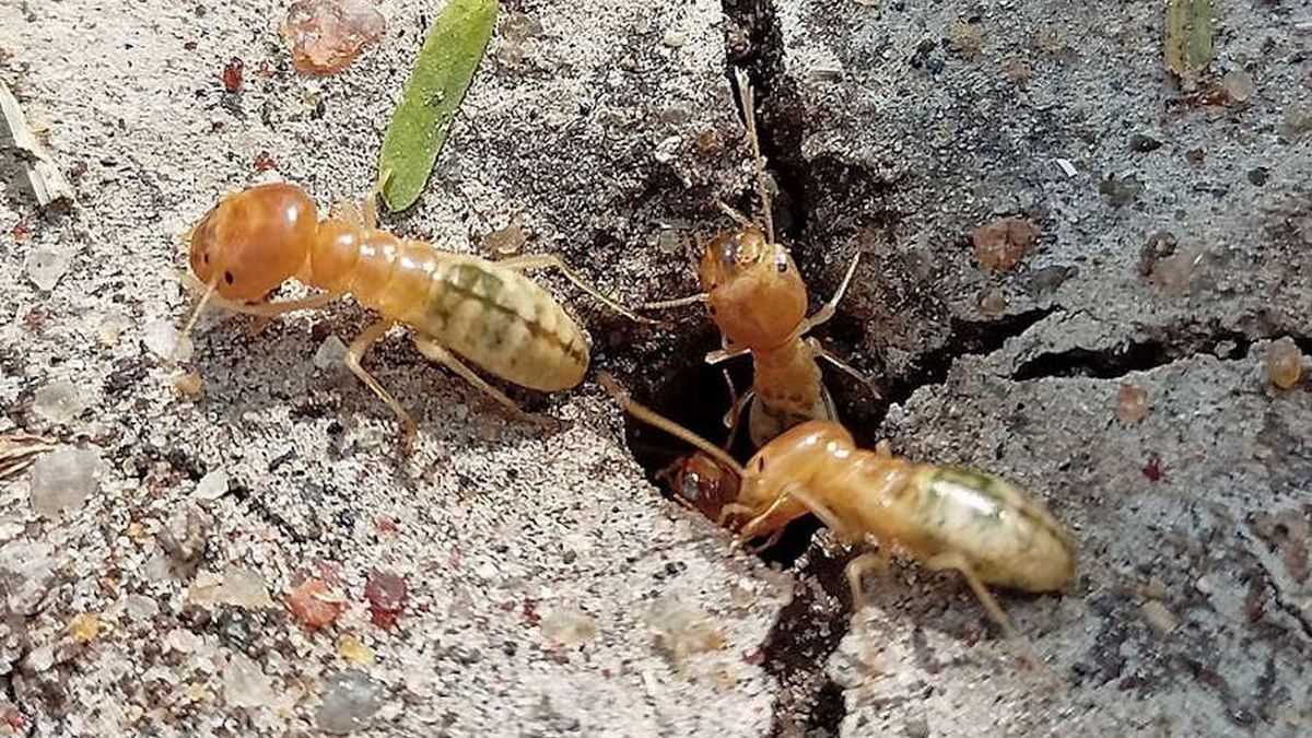 Larwy much żyją incognito wśród termitów