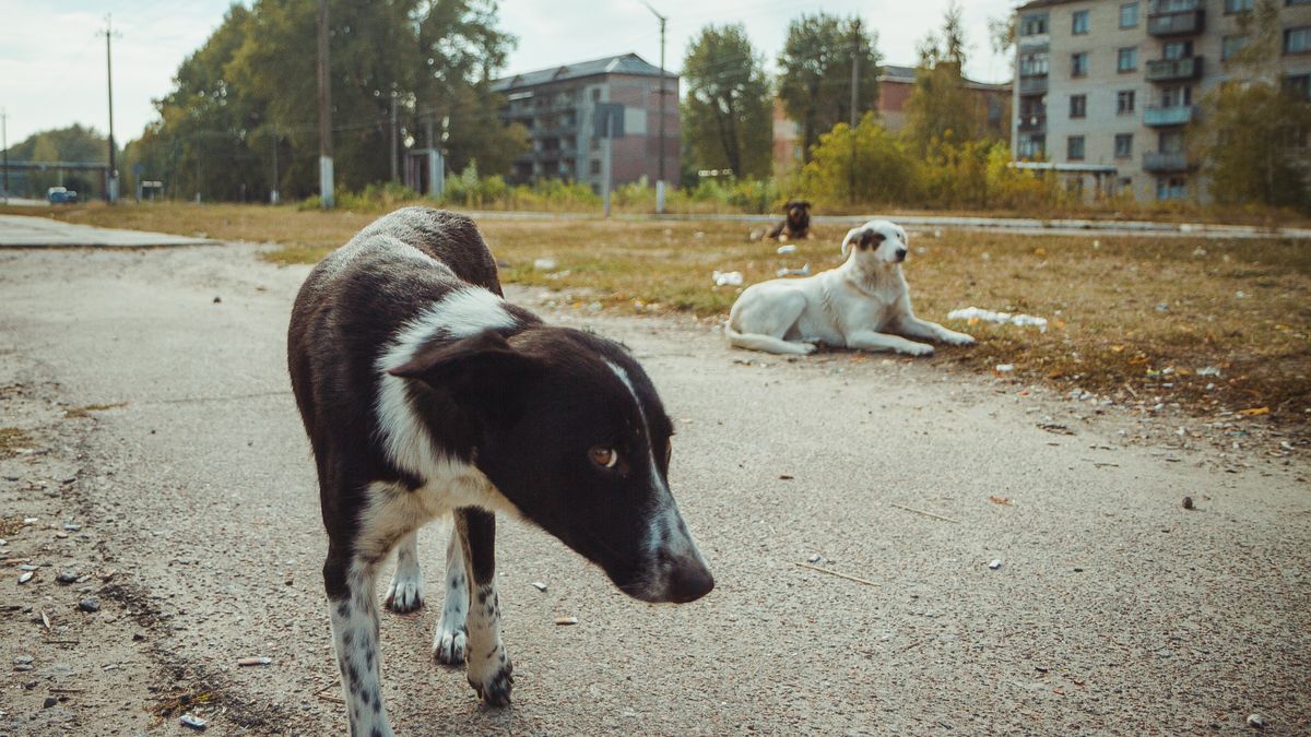 Psy żyjące w Czarnobylu, w okolicy reaktora, który wybuchł w 1986 r.