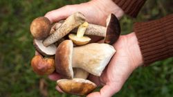 Grzybiarze zaniepokojeni ulewami. Mykolog uspokaja