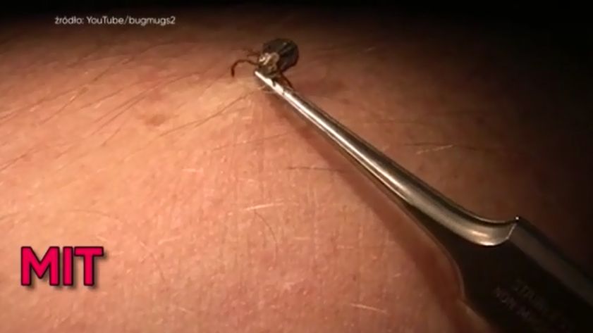 Na temat kleszczy krąży wiele mitów i niedomówień 