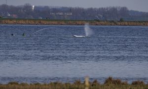 Akcja ratowania humbaka Timmy’ego. Lekarka z Hawajów odeszła z zespołu