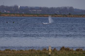 Akcja ratowania humbaka Timmy’ego. Lekarka z Hawajów odeszła z zespołu