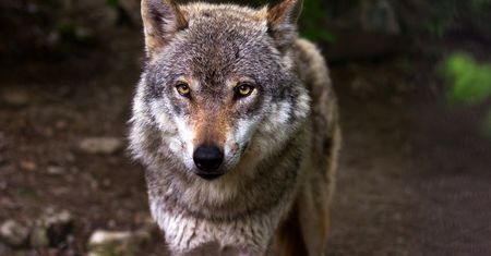 Poszedł do lasu i zaczął nagrywać wilka. "Uczucie bezcenne"