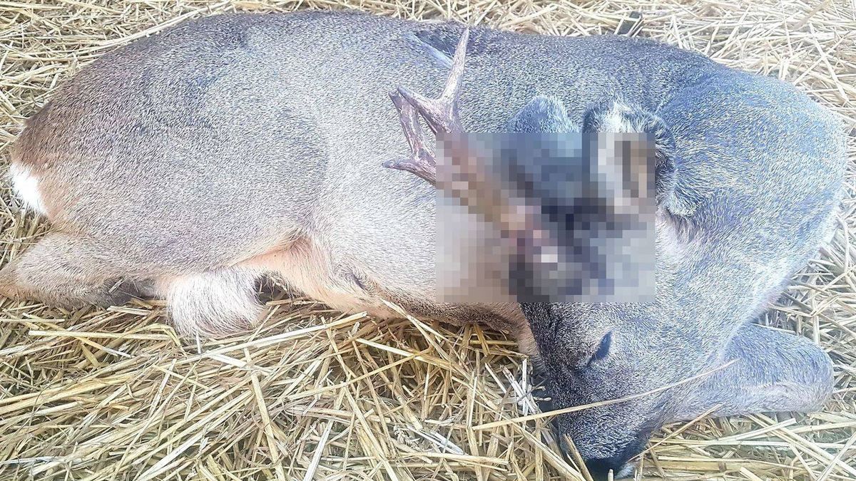 Koziołek ma m.in. oderwany kawałek ucha i połamane poroże.