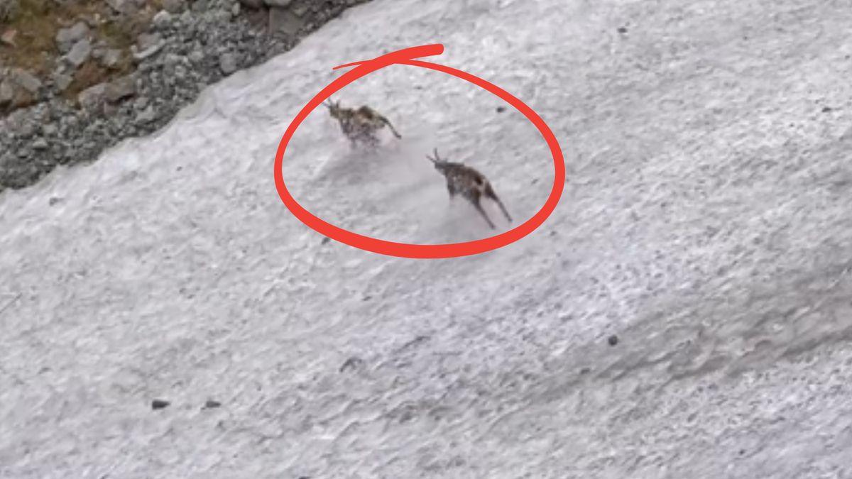  Kozice nagle zaczęły się gonić