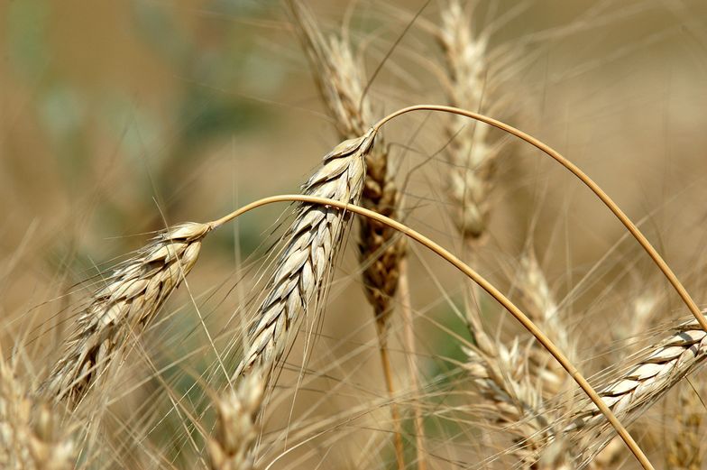 GUS: Powierzchnia zasiewów zbóż podstaw. wzrosła o 2,2% r/r w br. do 7,3 mln ha 
