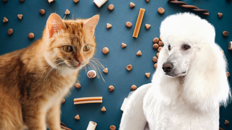 Psy czy koty? (SONDA)